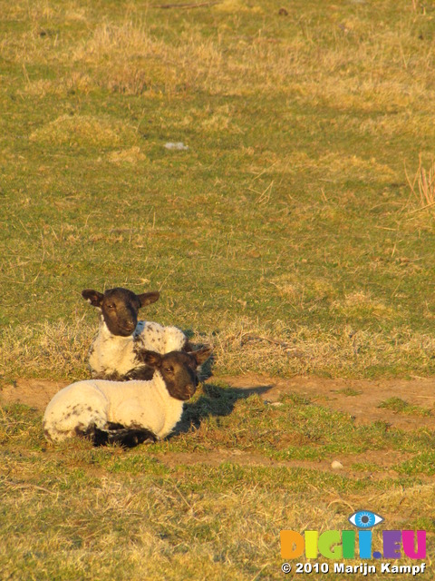 SX12768 Two little lamb resting in grass